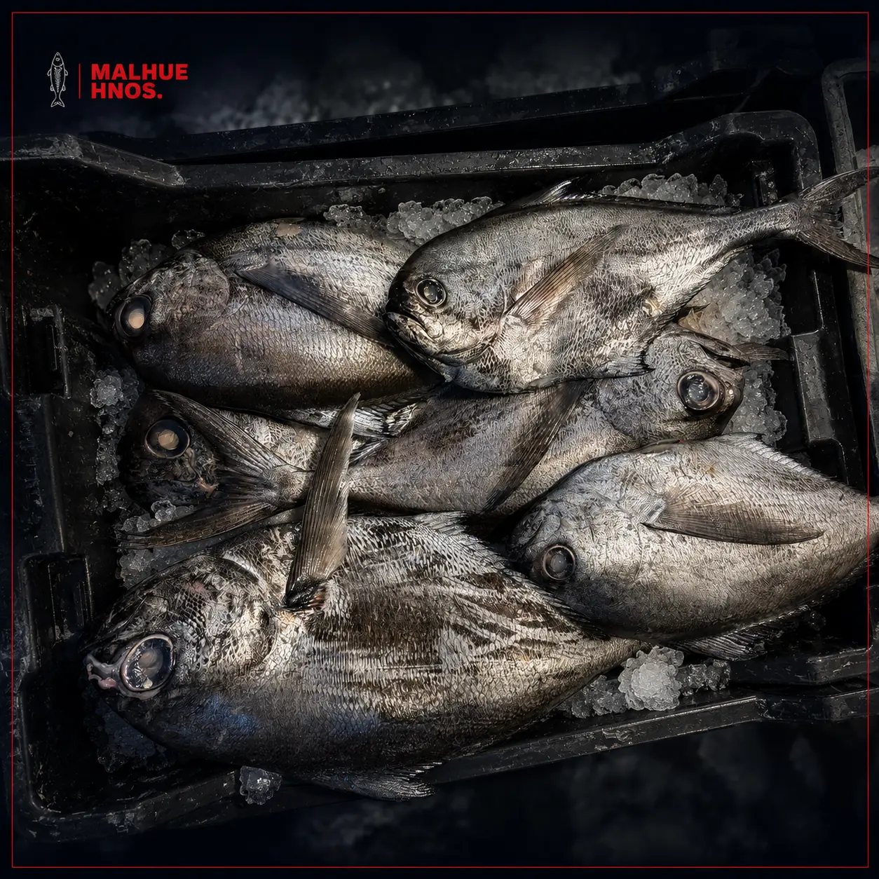 Pescados frescos seleccionados por Malhue Seafoods
