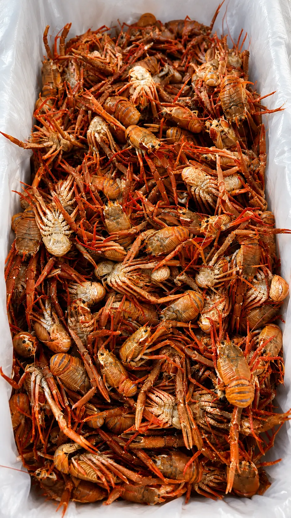 Mariscos frescos