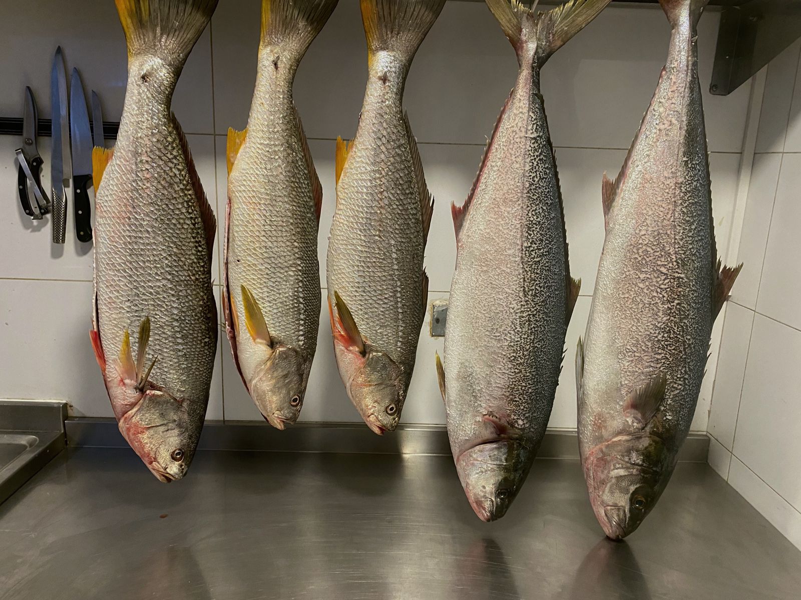 Pescados enteros frescos