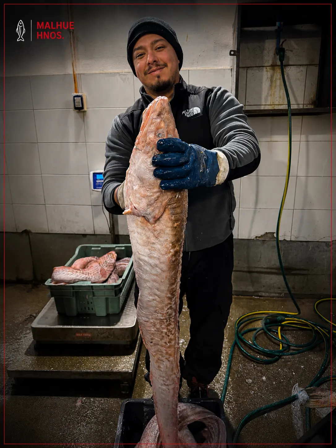 Selección en origen de Malhue Seafoods